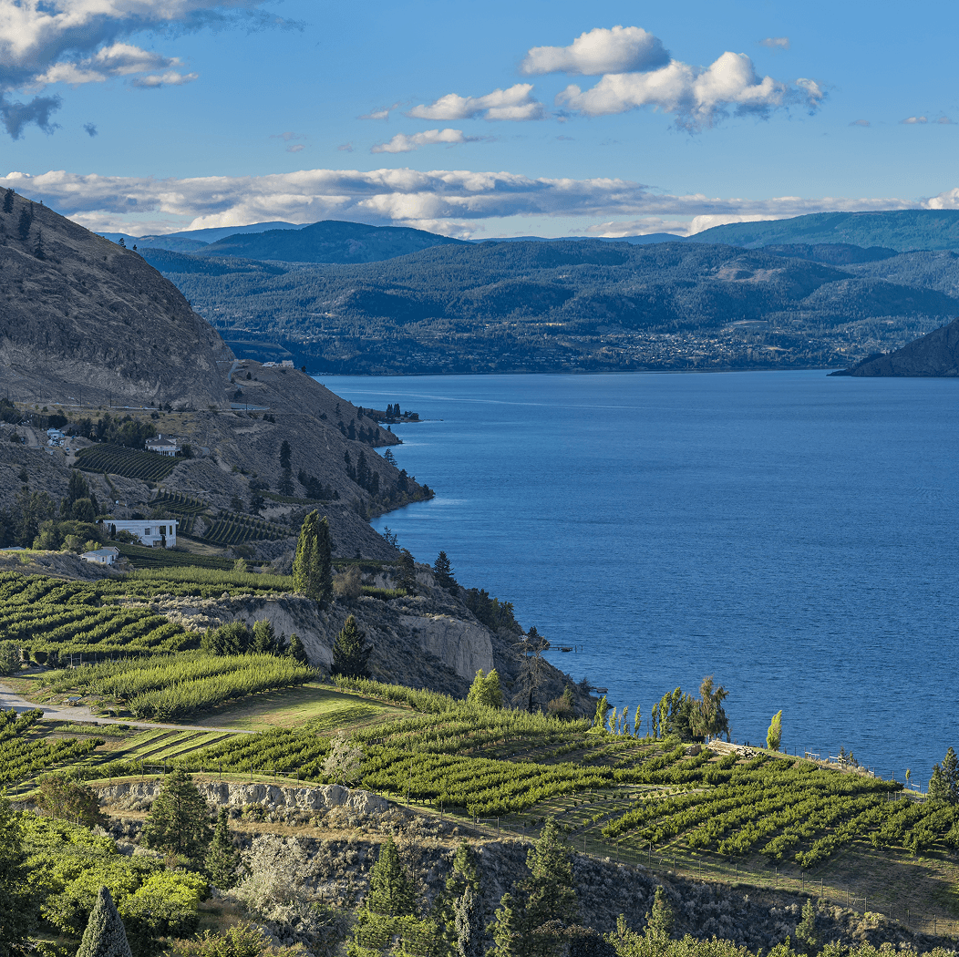 Vineyards overlooking Okanagan Lake with rolling hills near Summerland, British Columbia