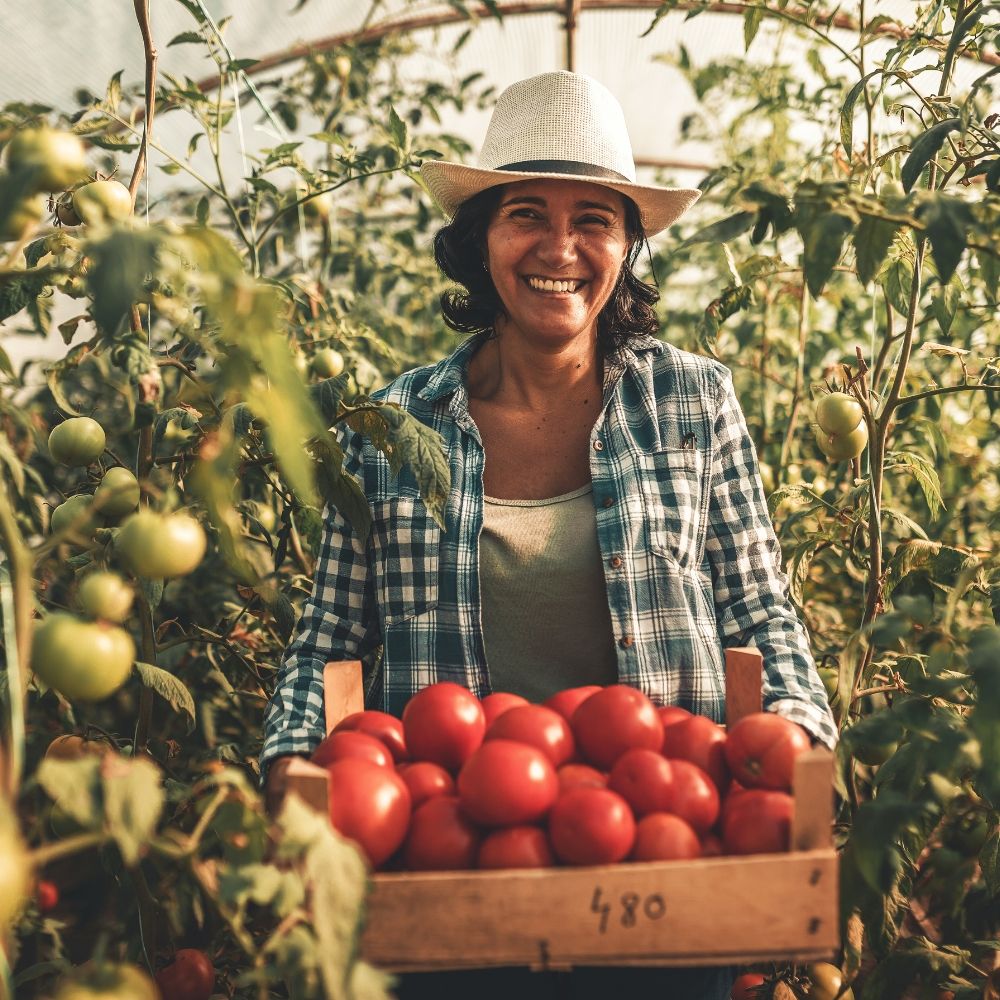 Woman picking tomatoes